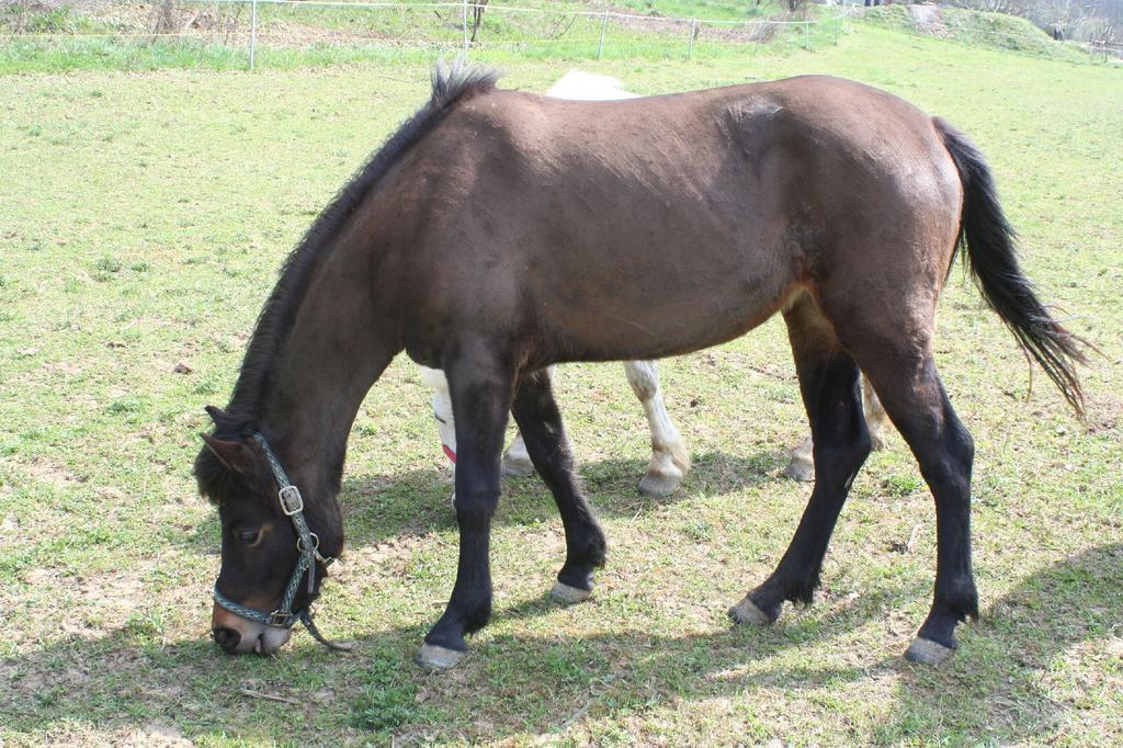Gadanyi Vendeghaz Es Lovarda Komló Buitenkant foto